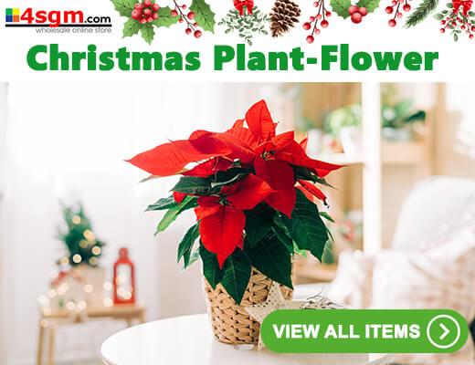 Wholesale Christmas plants